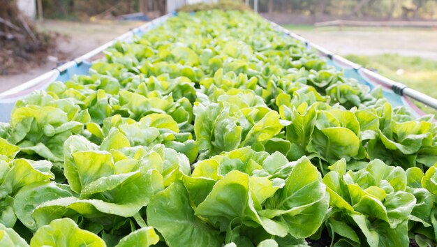 野菜サラダ、野菜のレタスグリーン、野菜の新鮮な農場