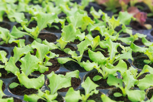 野菜の苗は有機栽培の鉢に植えられています。