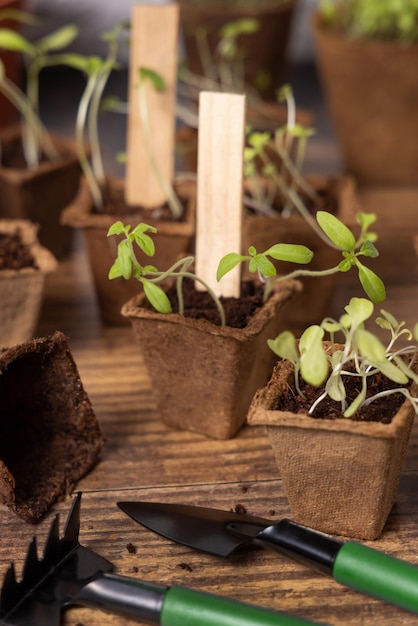 Vegetable seedlings in biodegradable pots near garden tools Gardening