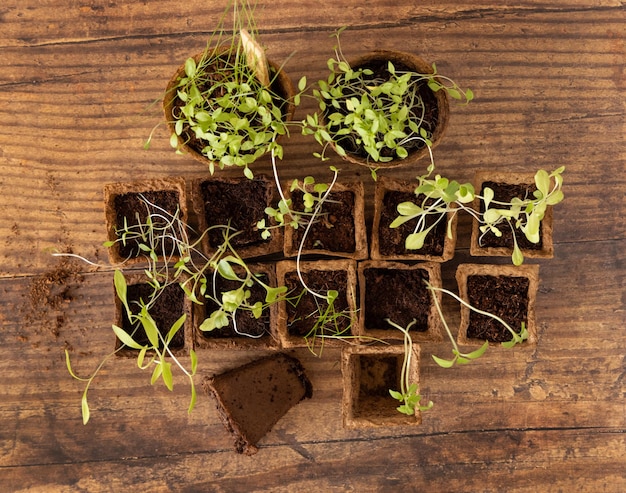 Vegetable seedlings in biodegradable pots on wooden table top view Urban gardening