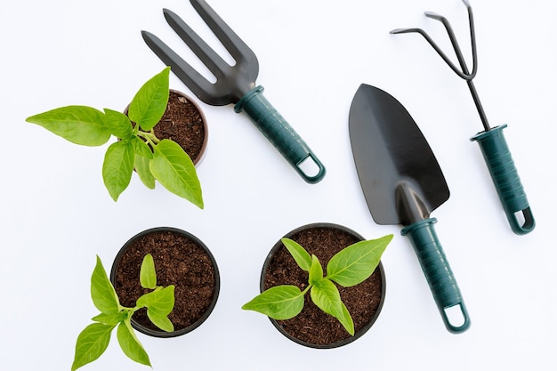 Piantine di ortaggi e attrezzi da giardino su sfondo bianco