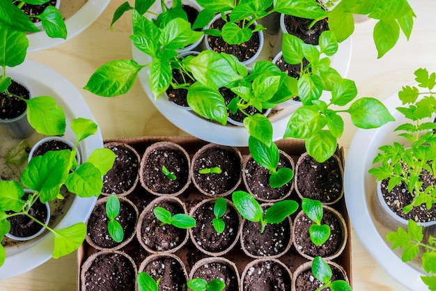 Vegetable seedlings grown in pots at home