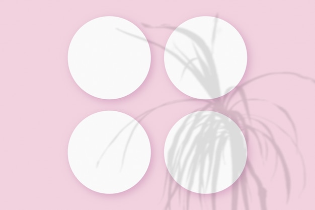 растительные тени наложены на 4 круглых листа текстурированной белой бумаги на розовом фоне стола