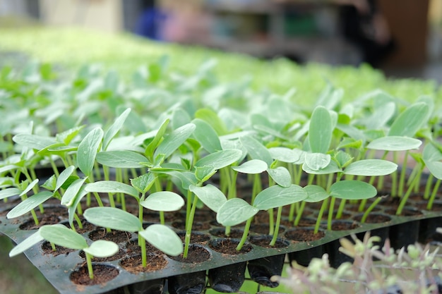 農場の苗床温室で育つ野菜の芽苗植物