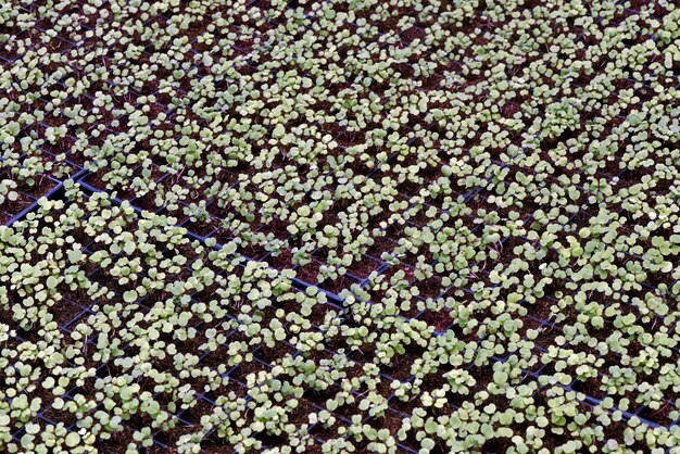 Vegetable sprouts in development by hydroponics