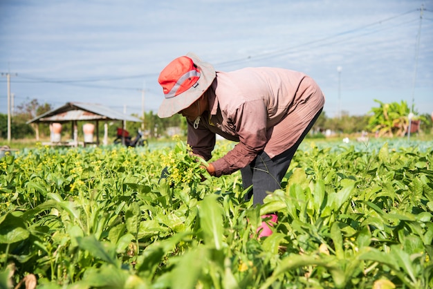 野菜。