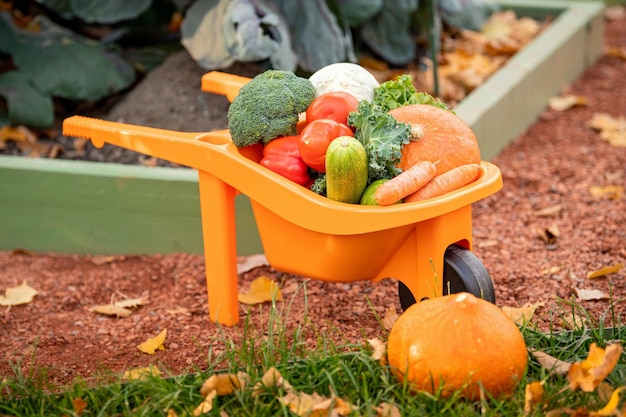 Vegetables are placed in a plastic cart in the garden against the background of cabbage rows The concept of gardening and harvesting