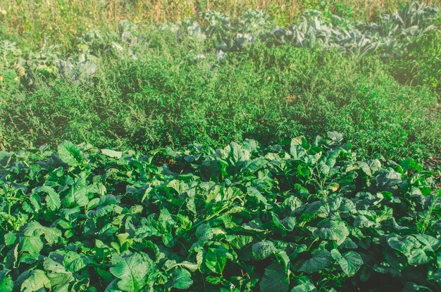 Coltivazione di ortaggi orto verdure nel giardino formale del cortile