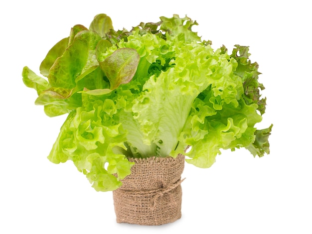 Vegetables in flower pot isolated Bio Healthy food herbs Organic lettuce on white background