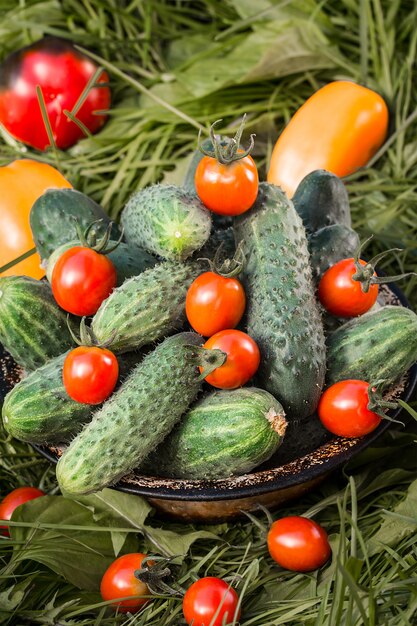 Vegetables fresh from the garden. Healthy organic food