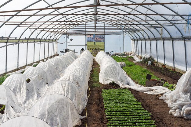 Photo vegetables growing in greenhouse