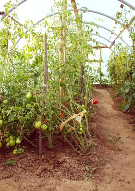 Vegetables growing in the greenhouse