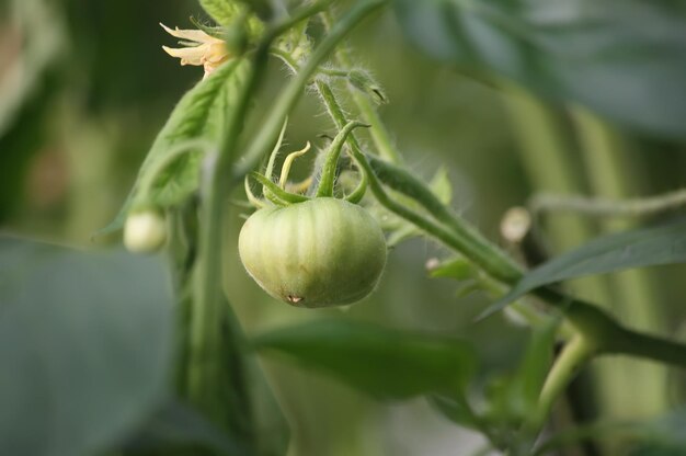 Vegetables growing in the greenhouse