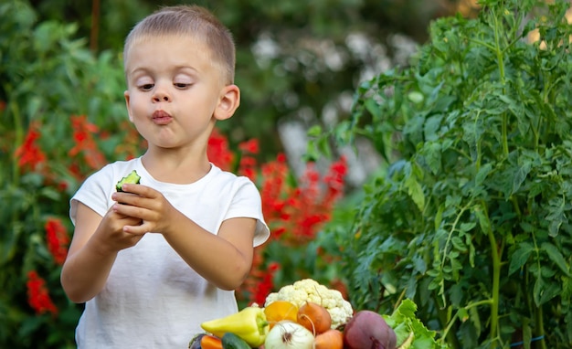 농장에 있는 아이들의 손에 있는 야채. 선택적 초점입니다. 자연