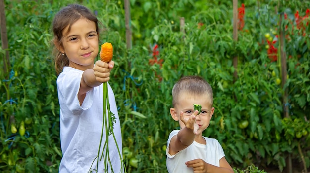 農場の子供たちの手にある野菜。セレクティブフォーカス。自然