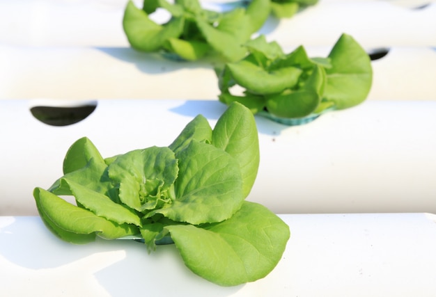 Vegetables hydroponics farm