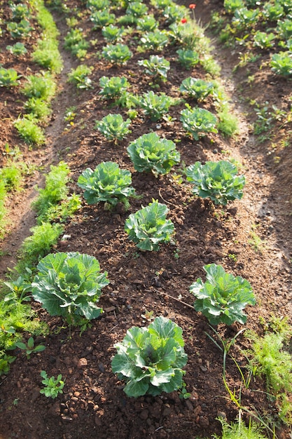 写真 野菜の野菜