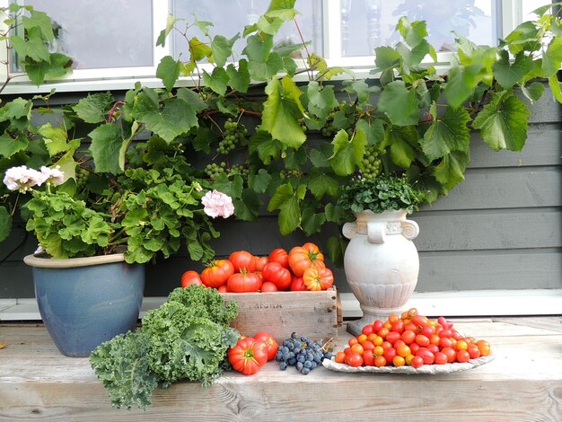 Photo vegetables on plant