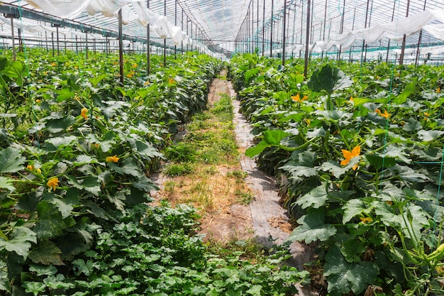 温室内の野菜農園。