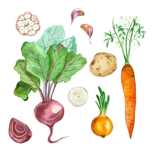 Vegetables Set of vegetables on a white background Onions garlic carrots red beets potatoes