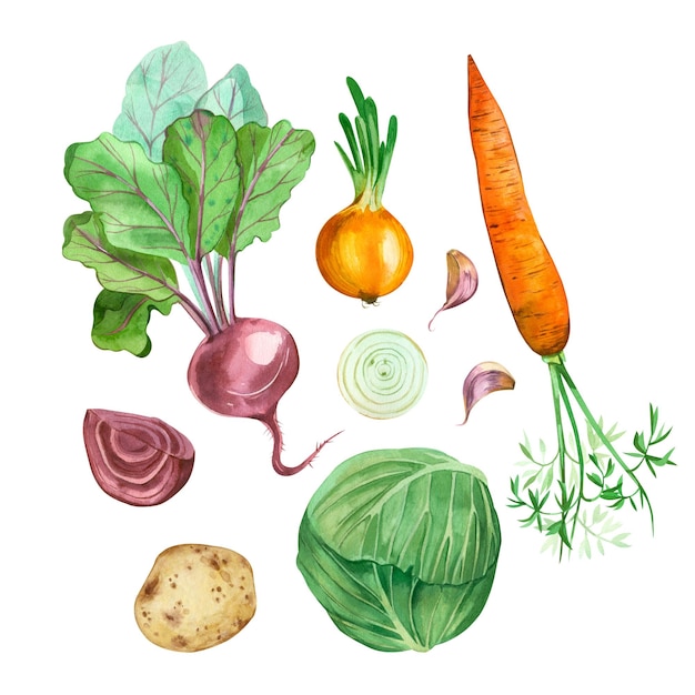 Vegetables Set of watercolor vegetables on a white background Carrots cabbage garlic potatoes beets