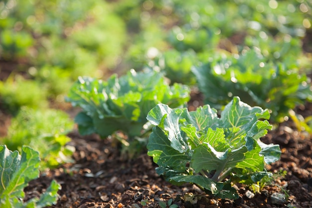 Vegetables in the vegetable field