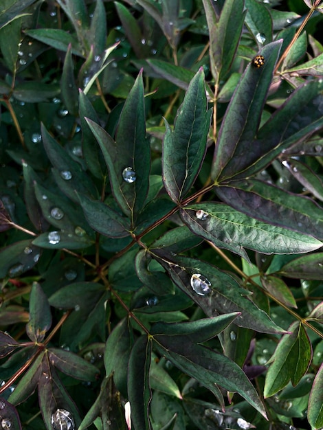 Vegetal background Peony leaves with raindrops