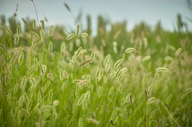 Vegetatie, gras, typisch voor de verengebieden van de Povlakte in Italië. Detail van graswortels en kleine oren. Moerassige vegetatie.