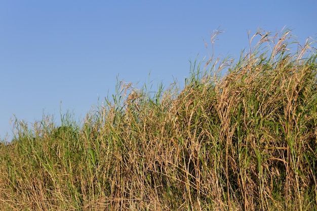 Vegetatie op de wind Blauwe lucht