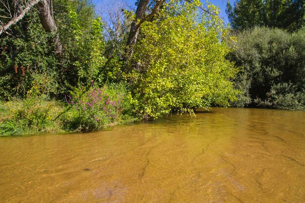 vegetation, alberche riverbank in Toledo, Castilla La Mancha, Spain