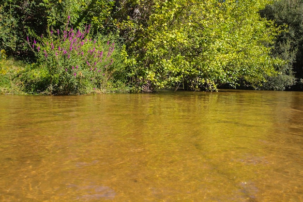 vegetation, alberche riverbank in Toledo, Castilla La Mancha, Spain