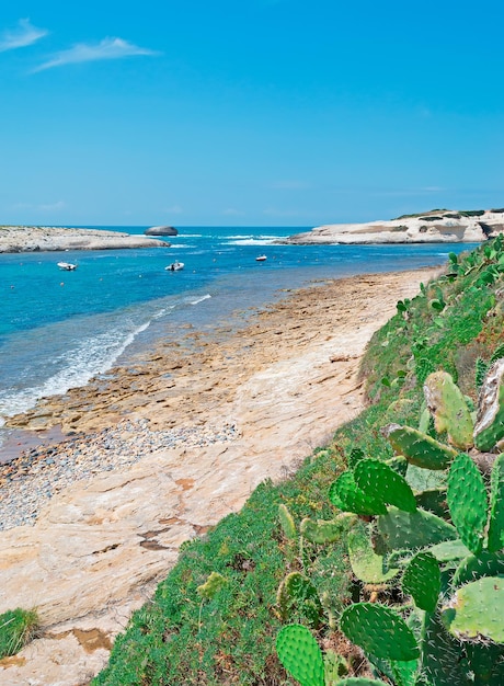 Vegetation by a rocky shore