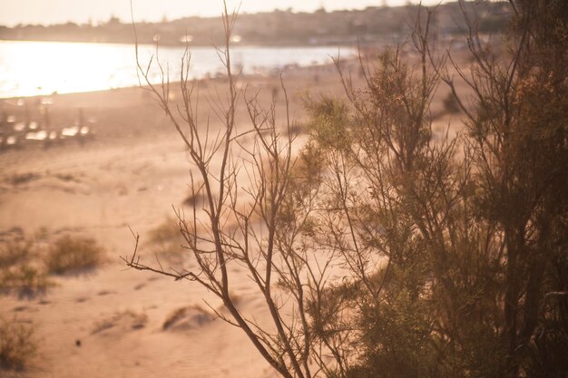 Vegetazione sulla spiaggia mediterranea in sicilia