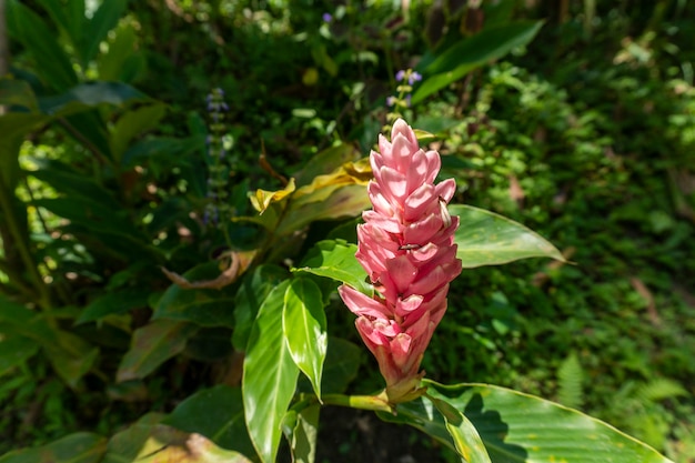 Vegetation in Minca, Santa Marta