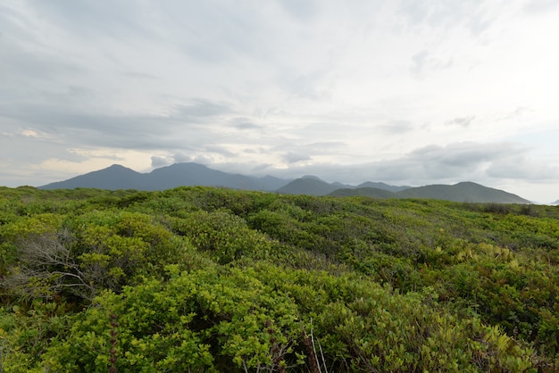 Vegetation and mountains in background on the island of Cardoso