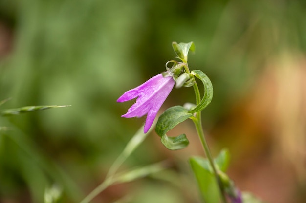 Vegetazione piante naturali nel parco