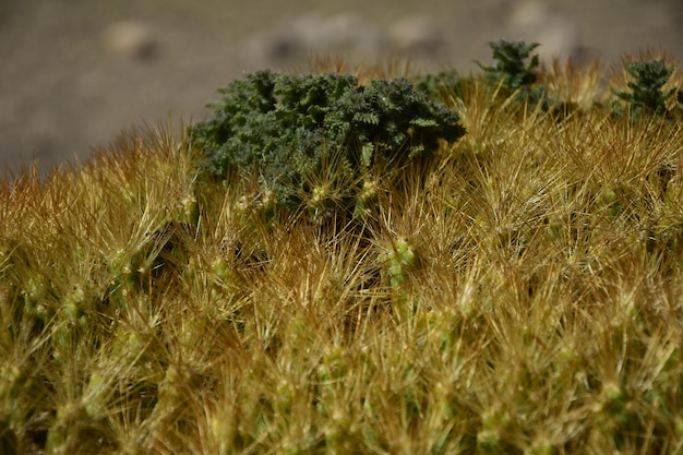 남미 볼리비아의 Parque Nacional Sajama 식물