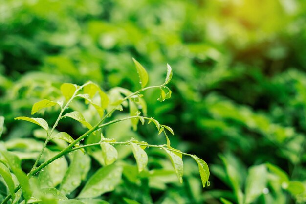 vegetation in rainy season.