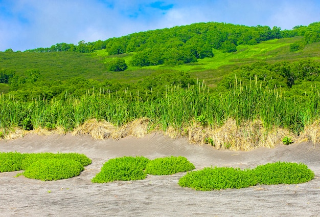 Растительность на песке на берегу Тихого океана на Камчатке