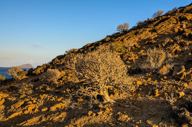 The vegetation that grows around the Teide volcano, Tenerife, Canary Islands, Spain