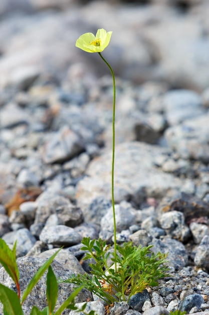 Foto la vegetazione della tundra