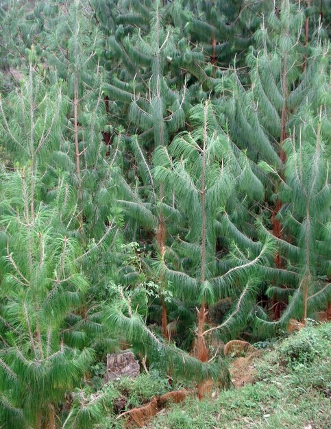 ヴィルンガ山脈の植生