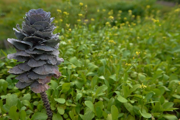 Vegetbable Chinese kale