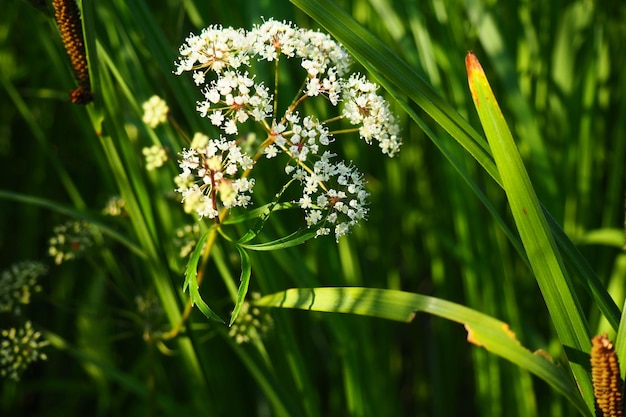 Veh poisonous Cicuta virosa a plant genus Vekh of Umbrella family Apiaceae Hemlock cats parsley vyakha omega omezhnik water rabies water hemlock mutnik dog angelica gorigola pig louse