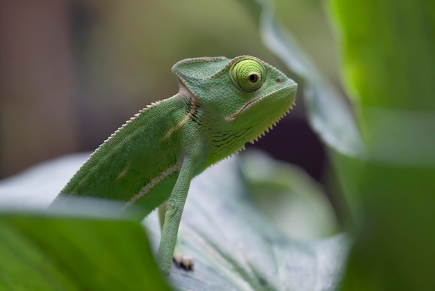 Veiled chameleon hanging on a branch