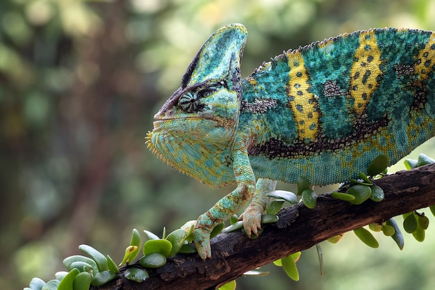 A Veiled chameleon hanging on a tree trunk