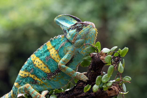 A Veiled chameleon hanging on a tree trunk