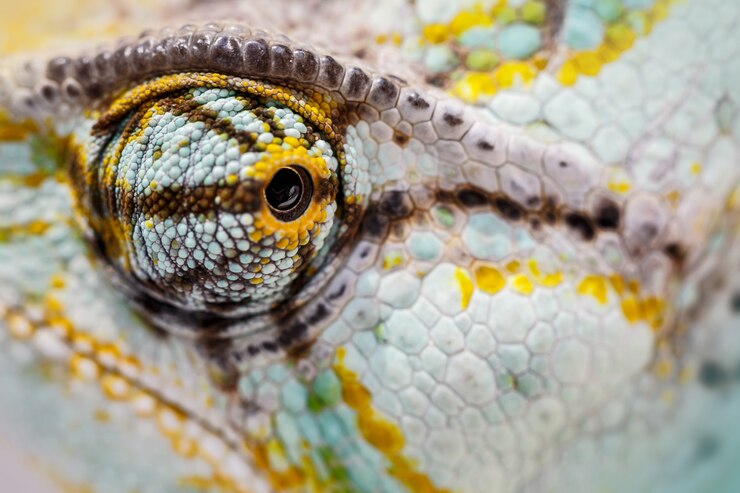 Photo ベールに包まれたカメレオンがカメラを見つめています（chamaeleo calyptratus）