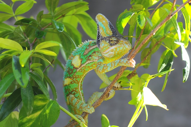 veiled chameleon between the leaves in camouflage