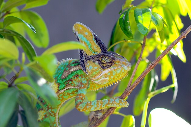 veiled chameleon between the leaves in camouflage